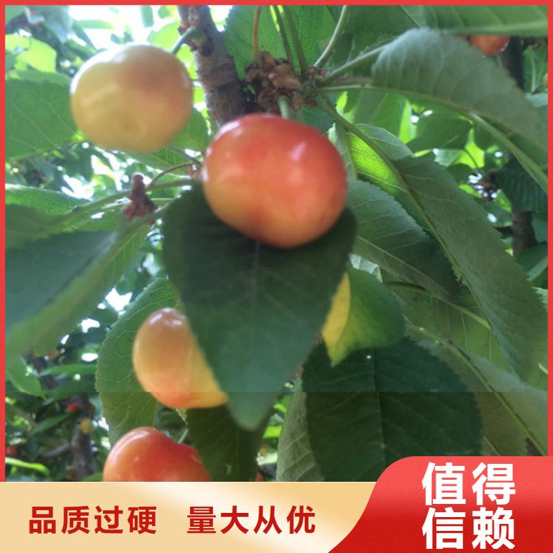 矮化大櫻桃苗批發(fā)價格朔州