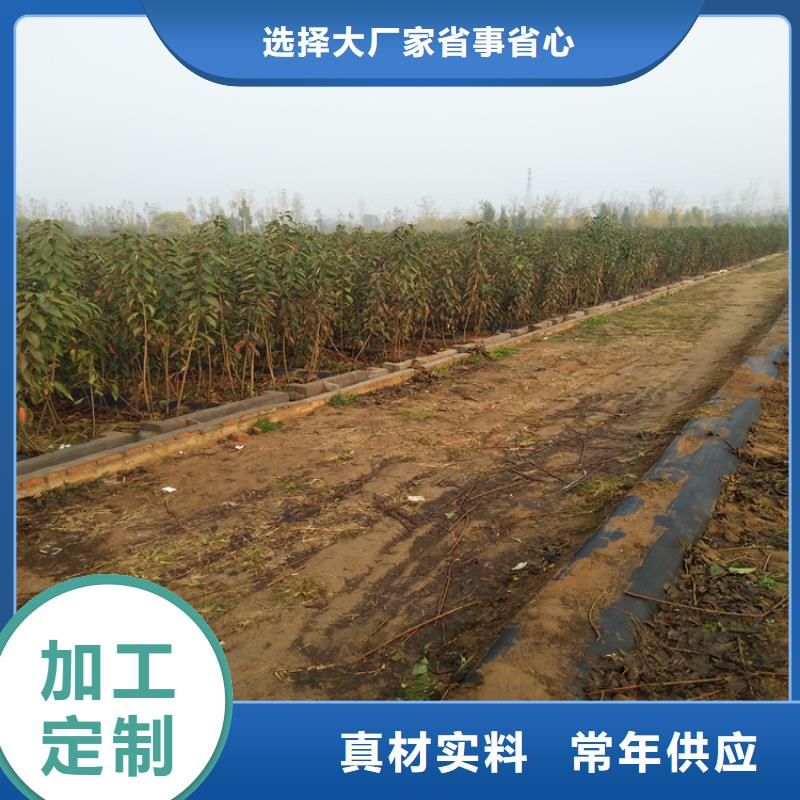 樱桃_【猕猴桃苗】设计制造销售服务一体本地服务商