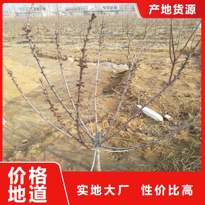 矮化吉塞拉大樱桃苗批发现货快速采购