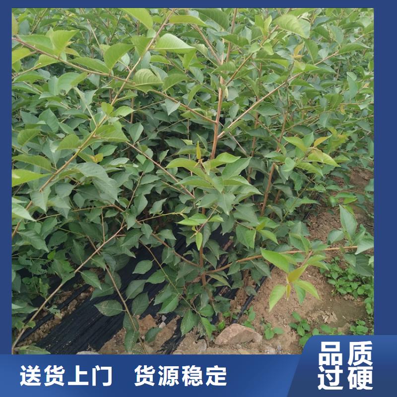 矮化车厘子树苗经济效益孝感
