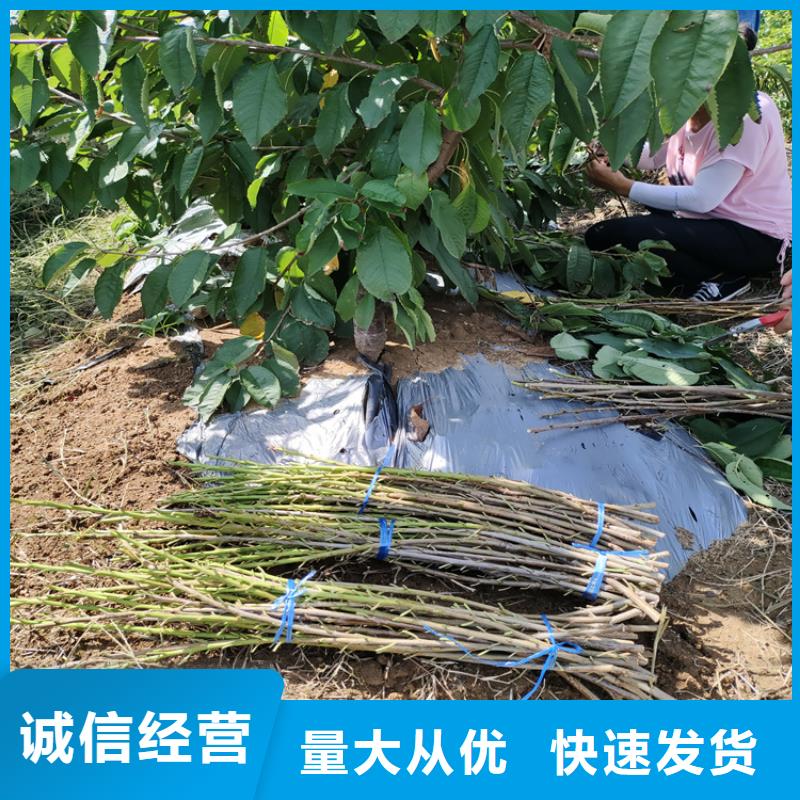 矮化车厘子苗当年结果树货源足质量好