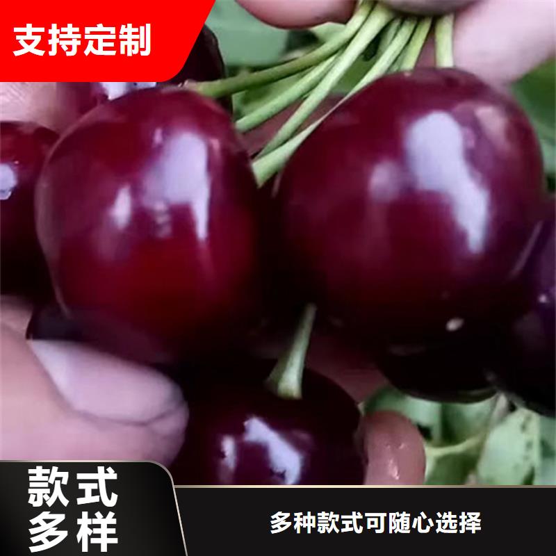 樱桃樱桃苗N年专注精心打造