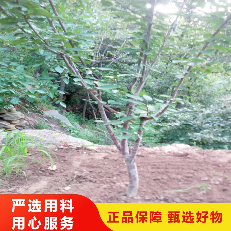 大樱桃树苗价格当地品牌