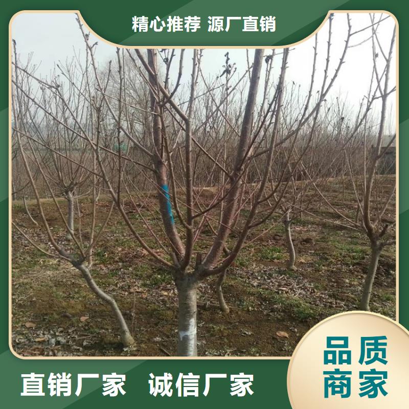 矮化吉塞拉大樱桃苗免费咨询本地制造商