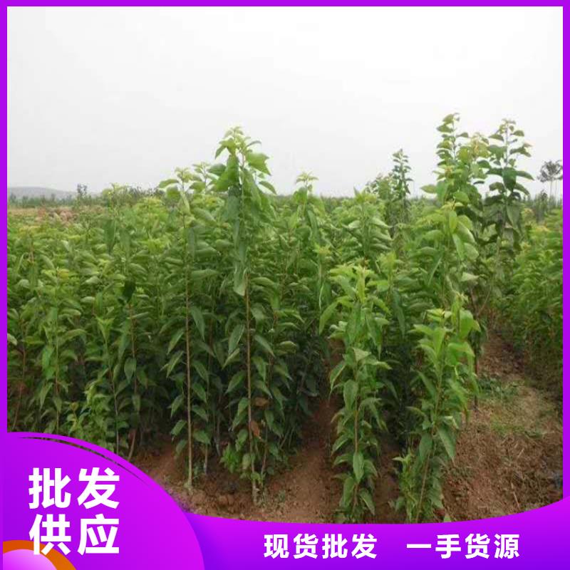 矮化车厘子苗经济效益品质商家