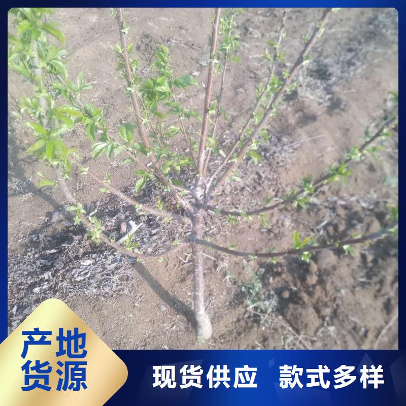 車?yán)遄优l(fā)零售平頂山