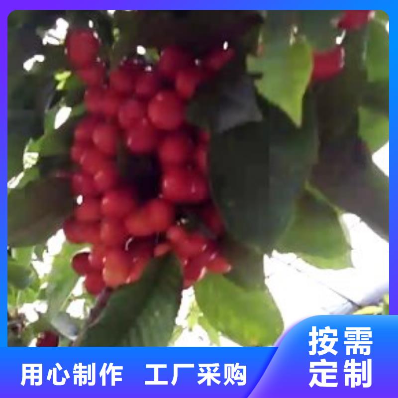 櫻桃【獼猴桃苗】量少也做當(dāng)?shù)貜S家