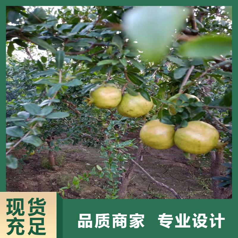 黑籽石榴樹苗現(xiàn)挖苗現(xiàn)發(fā)貨本地生產(chǎn)廠家