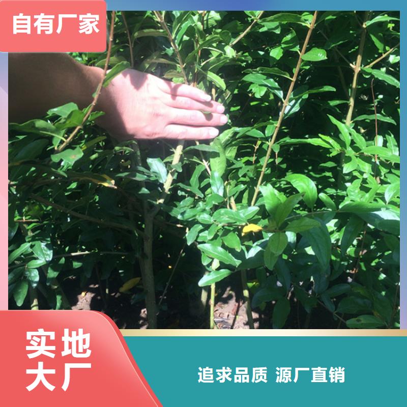 甜籽石榴樹苗免費咨詢{當?shù)貆生產(chǎn)商
