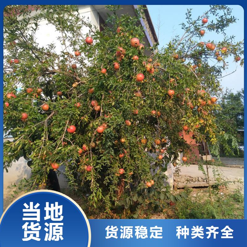 【石榴】梨树苗常年供应当地生产厂家