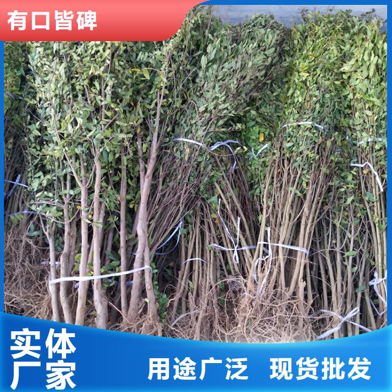 软籽石榴苗基地直销同城品牌