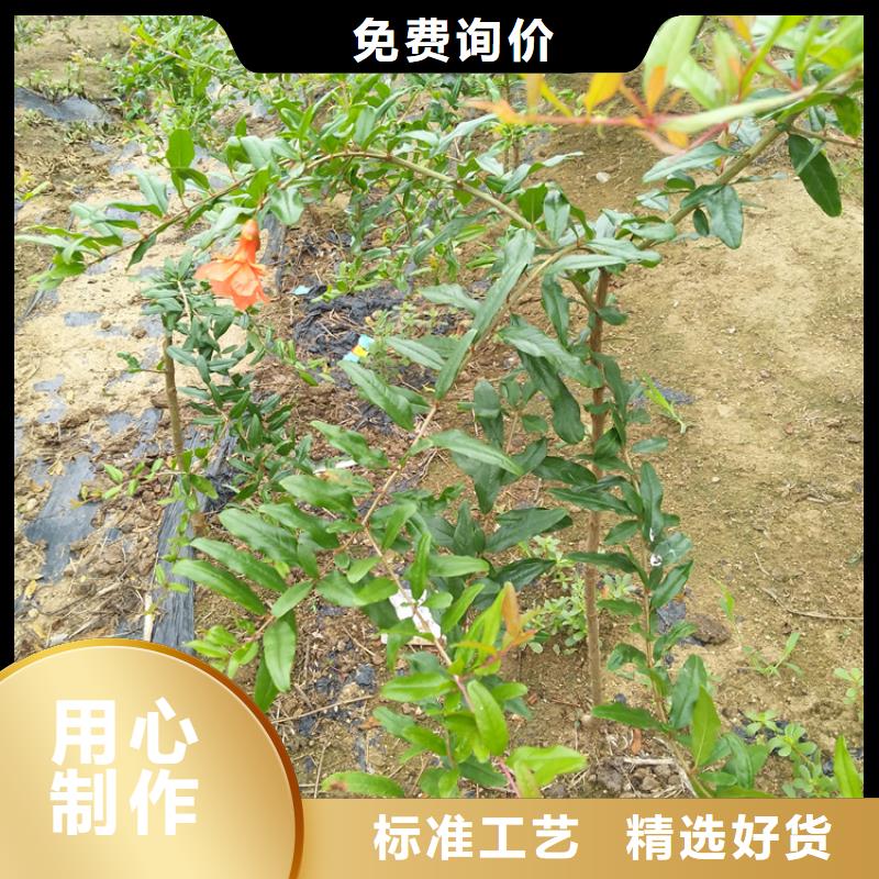 甜籽石榴樹大棚種植眉山