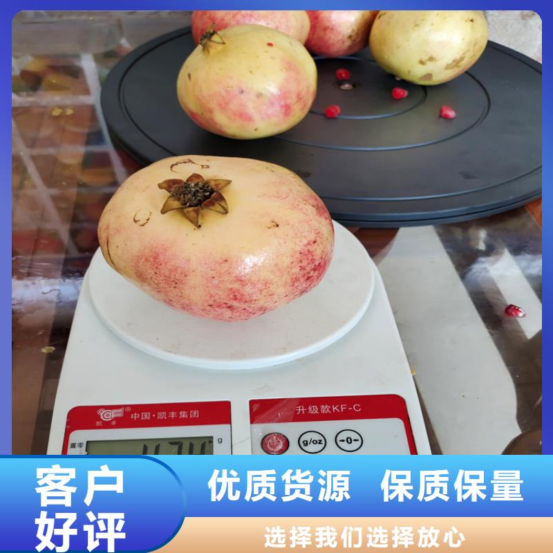 甜籽石榴树苗种植基地厂家规格全