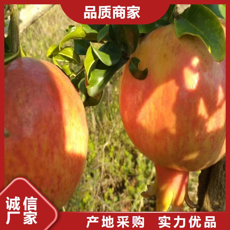 软籽石榴苗怎么卖当地厂家