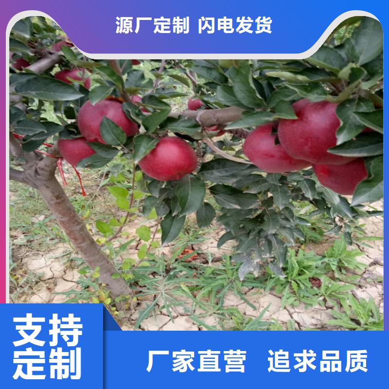 黑籽石榴树苗怎么卖同城公司