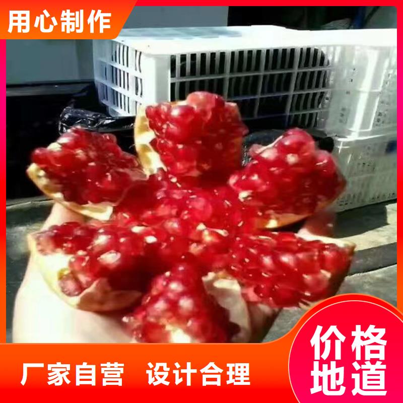 【石榴-石榴樹準(zhǔn)時(shí)交付】好產(chǎn)品好服務(wù)