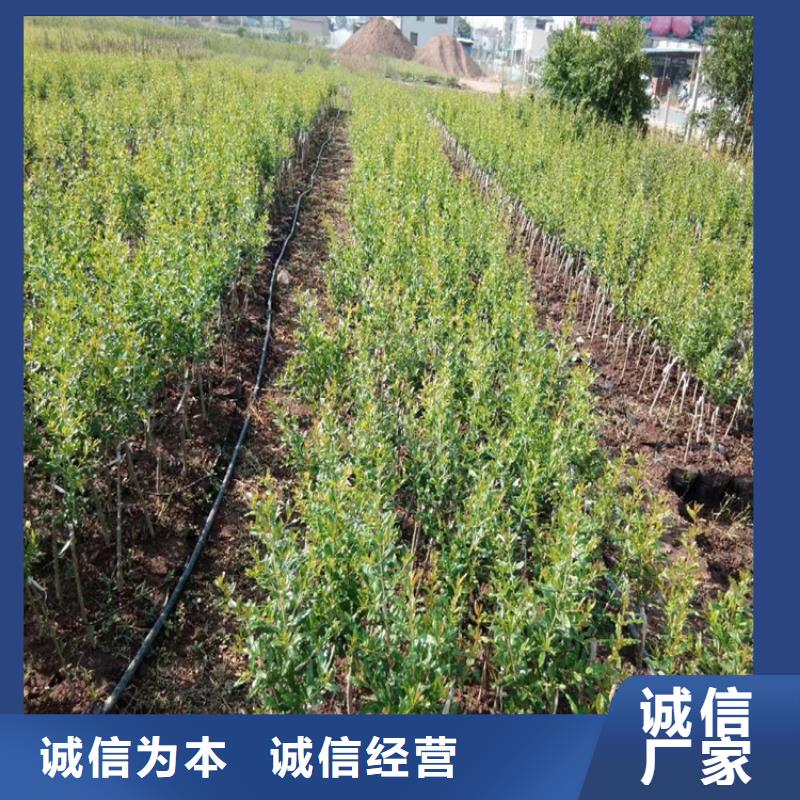 石榴苹果苗快速物流发货拒绝差价