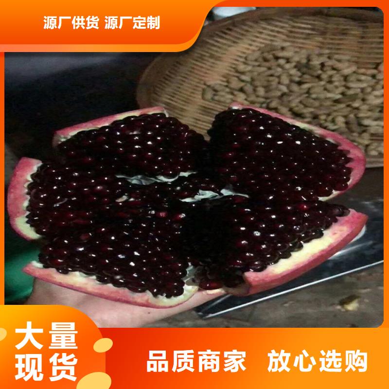 甜籽石榴樹苗成活率高當(dāng)?shù)厣a(chǎn)商