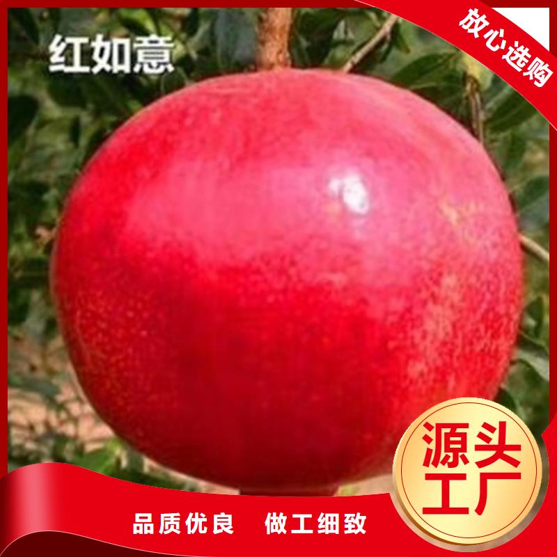 【石榴-無花果苗規(guī)格型號(hào)全】大品牌值得信賴