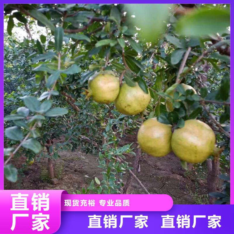 黑籽石榴樹苗采摘園您想要的我們都有