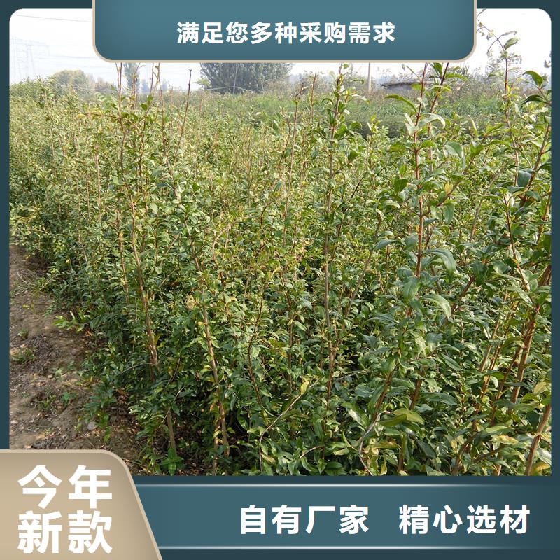 石榴櫻桃苗實(shí)力商家同城廠家
