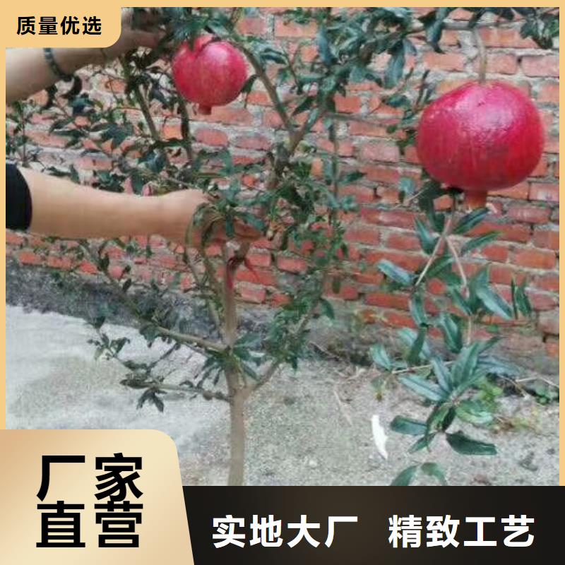 甜籽石榴树种植技术价格低