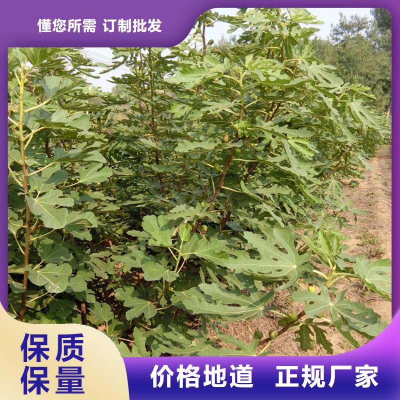 无花果,苹果苗海量现货现货销售