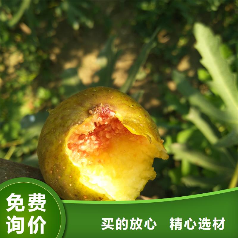 无花果-桃树苗工艺精细质保长久源厂供货