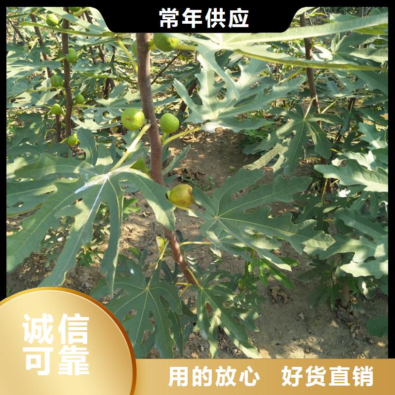 无花果-杏树苗货源直供真诚合作