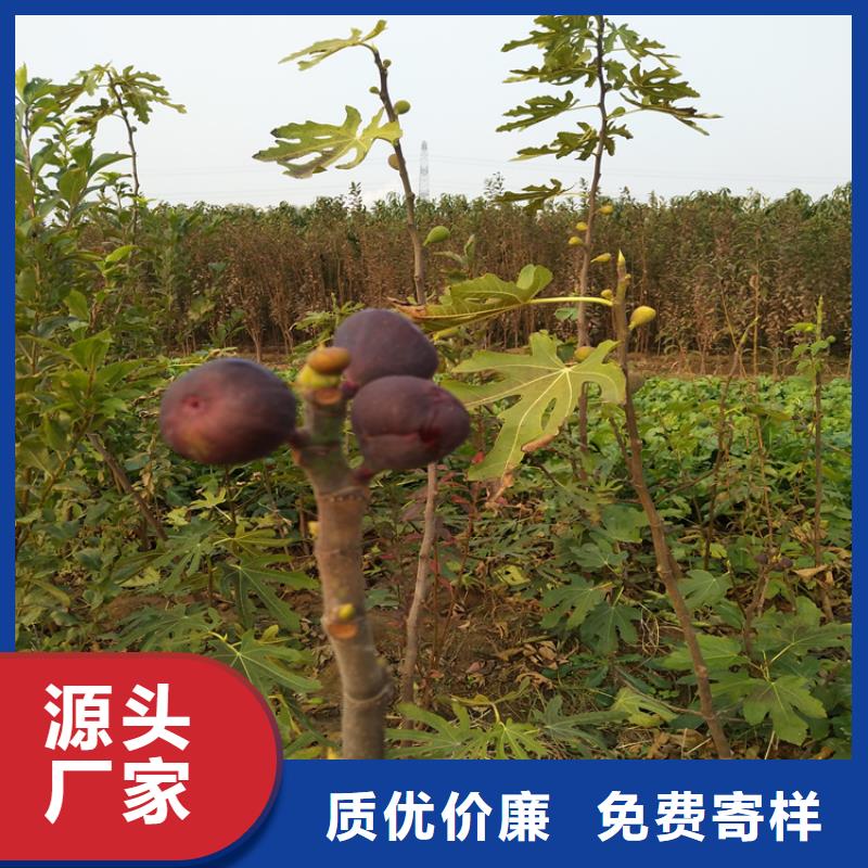 无花果樱桃苗一站式供应厂家选择我们选择放心