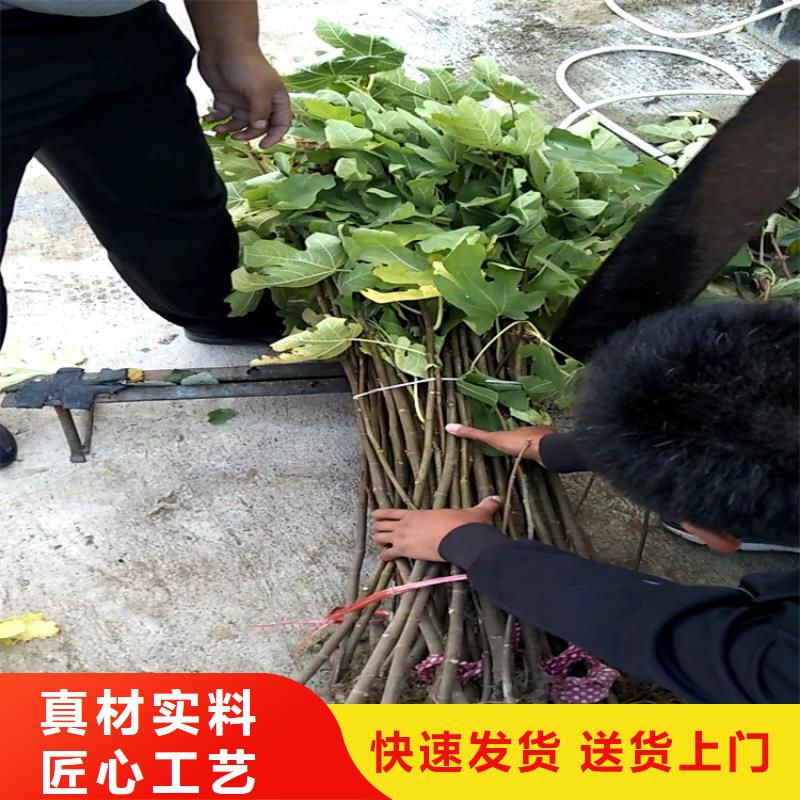 無(wú)花果西瓜番石榴苗定制批發(fā)當(dāng)?shù)毓?yīng)商