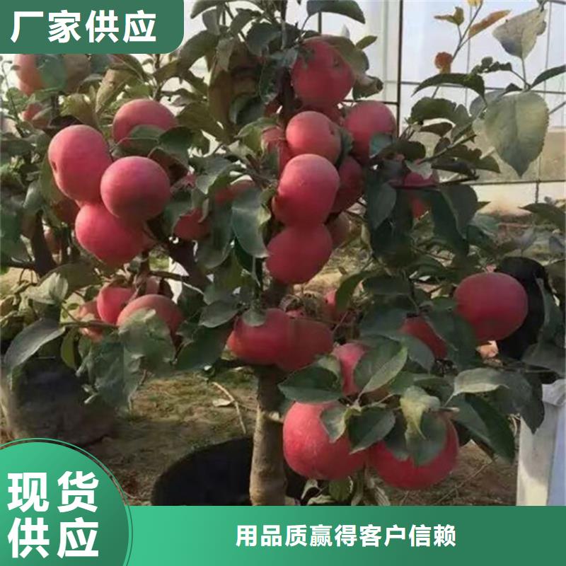 【蘋果】_藍(lán)莓苗質(zhì)量檢測全品類現(xiàn)貨