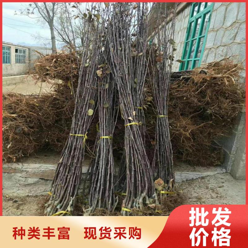 苹果李子苗快速发货实体诚信厂家