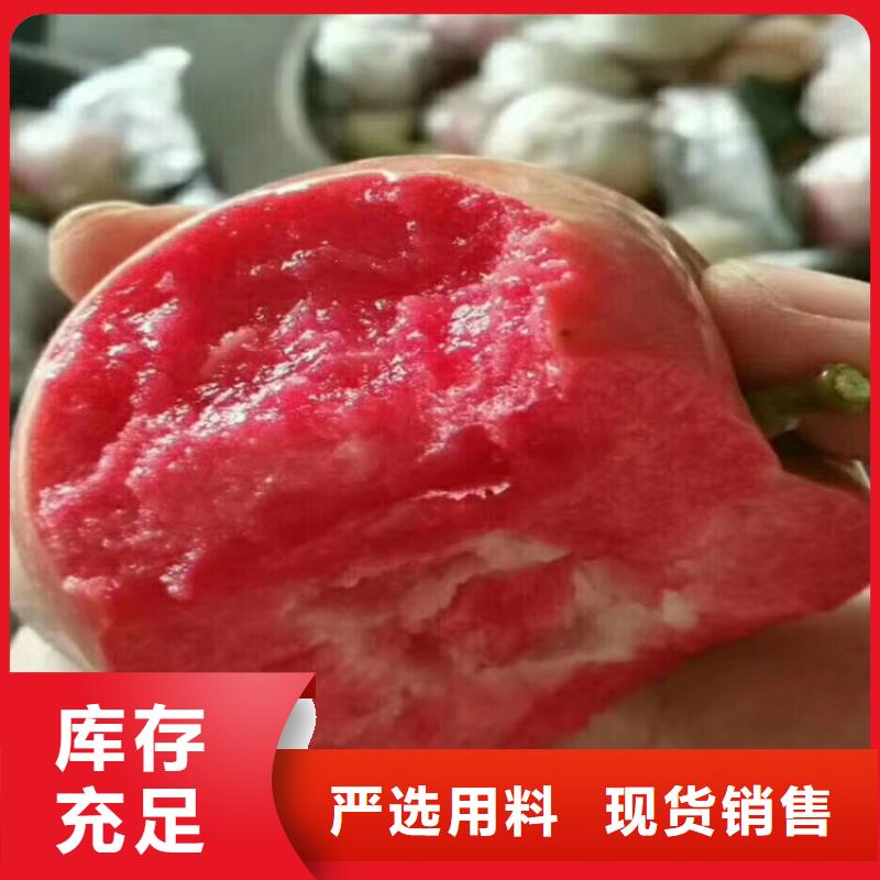 苹果【苹果苗】有口皆碑厂家直接面向客户