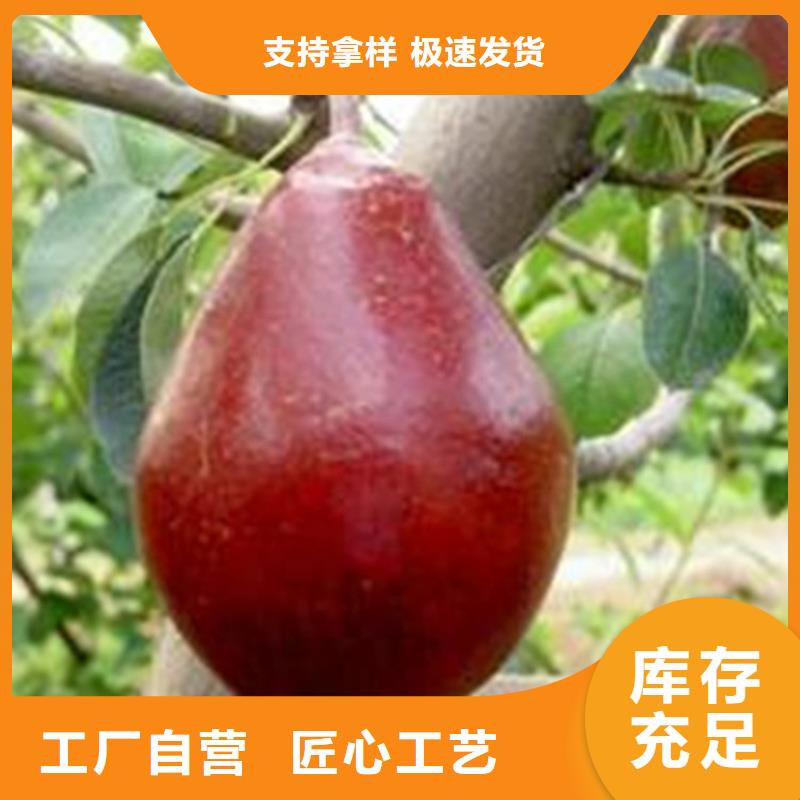 ​梨树杏树苗认准大品牌厂家源头把关放心选购