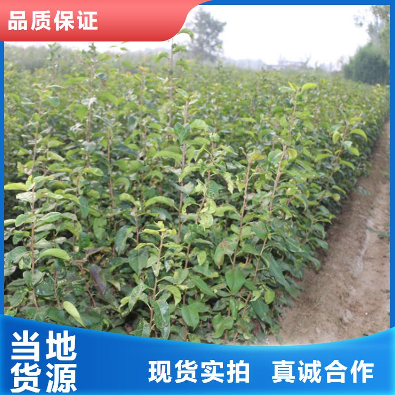 三红梨树苗全国发货厂家规格全
