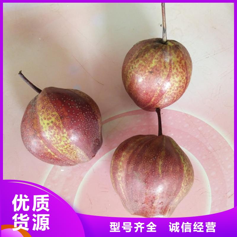 嫁接梨树苗怎么卖批发零售本地生产商