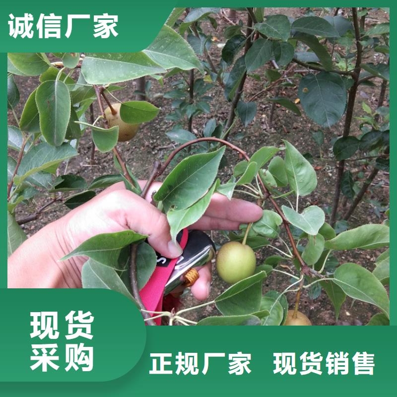 梨樹梨樹苗實(shí)力雄厚品質(zhì)保障多年廠家可靠