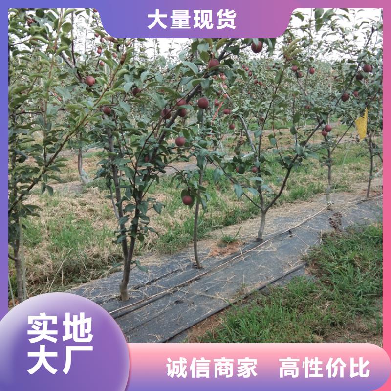 红梨苗育苗基地同城供应商