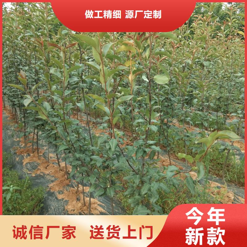 彩虹梨树苗适合种植地区同城经销商