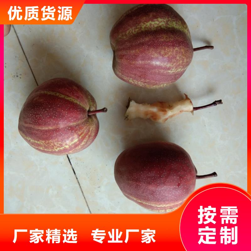 梨树葡萄苗好产品价格低订购