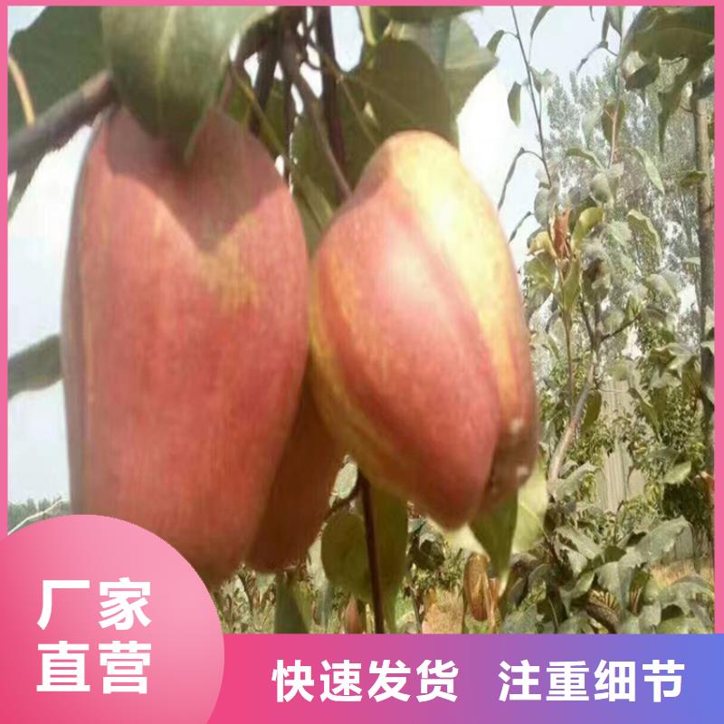 梨树红颜草莓专注产品质量与服务产地源头好货