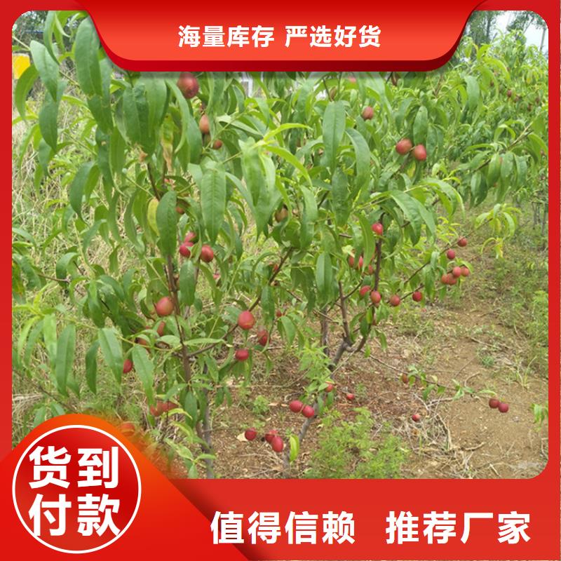 風味皇后桃苗基地直銷/軒園園藝場您想要的我們都有