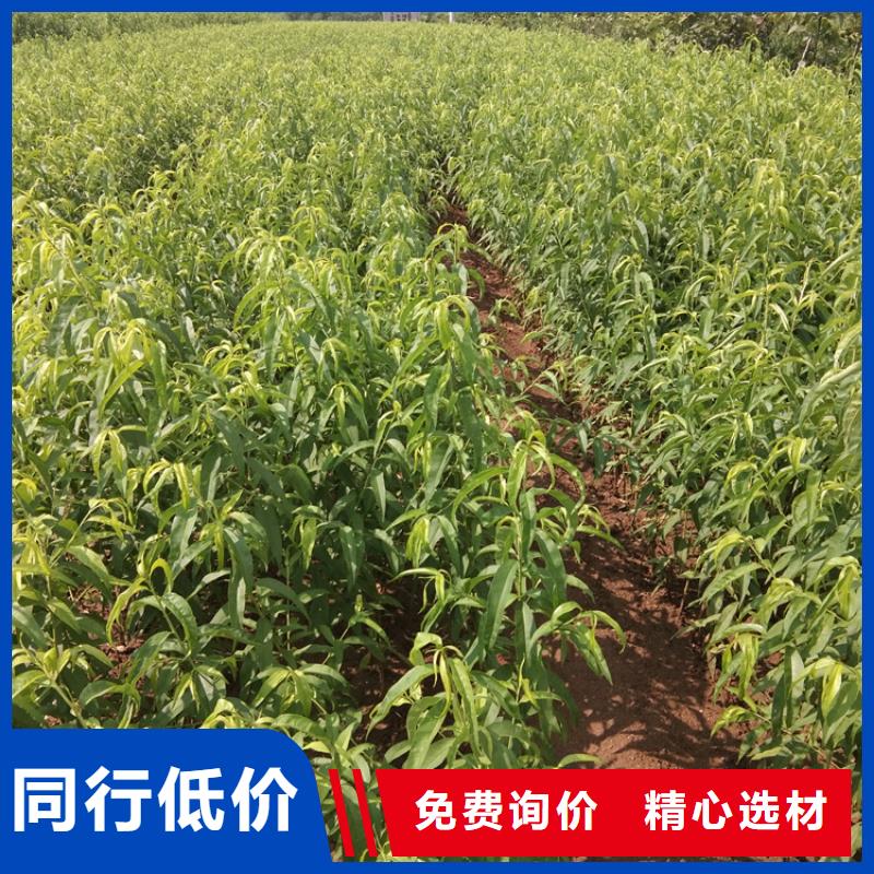 桃櫻桃苗優(yōu)選原材擁有核心技術(shù)優(yōu)勢