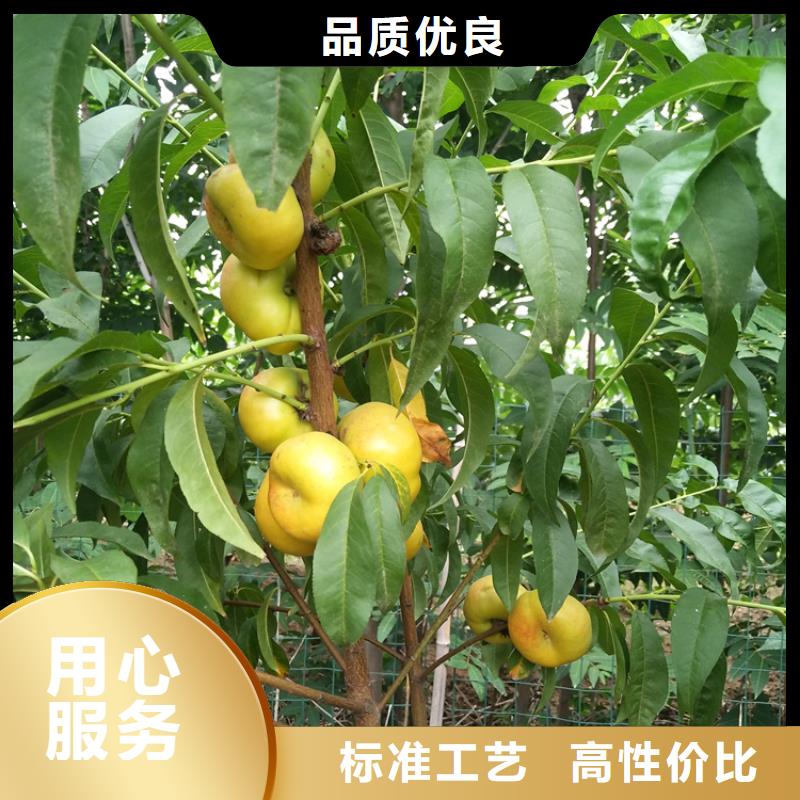 【桃-猕猴桃苗极速发货】畅销本地