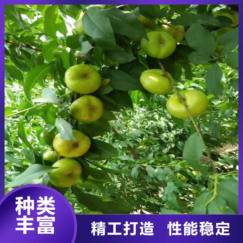 桃桃树苗精致工艺品质可靠