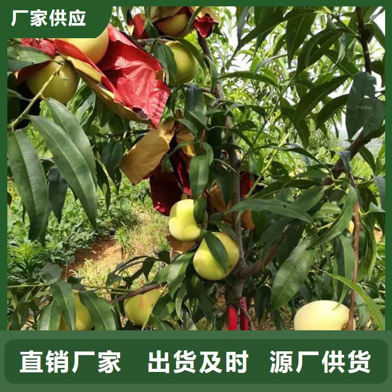 桃黄瓜苗精致工艺免费寄样