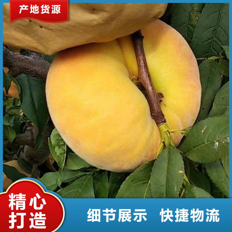 ​桃北美冬青多种工艺同城服务商