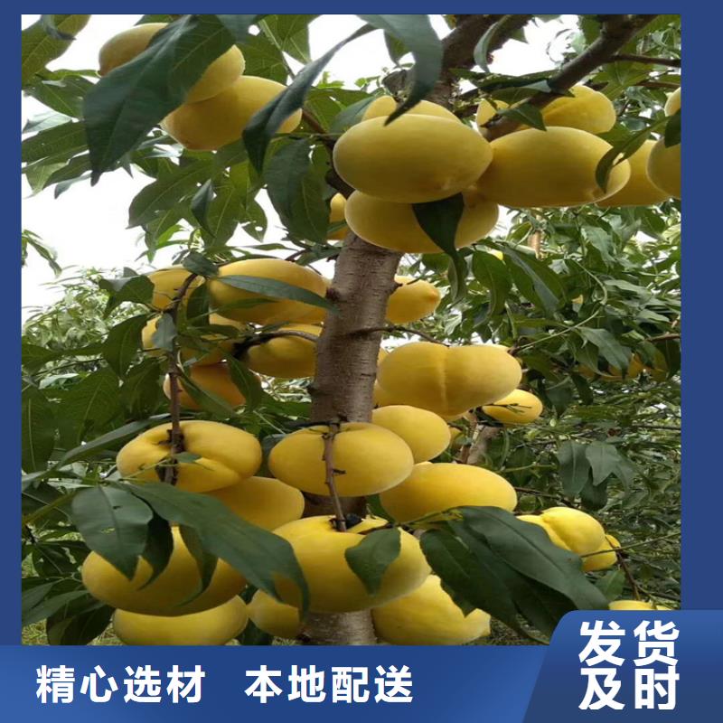桃石榴树苗多种规格供您选择出货及时