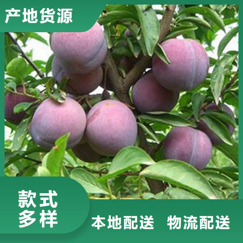 女神李子苗價(jià)格源廠定制